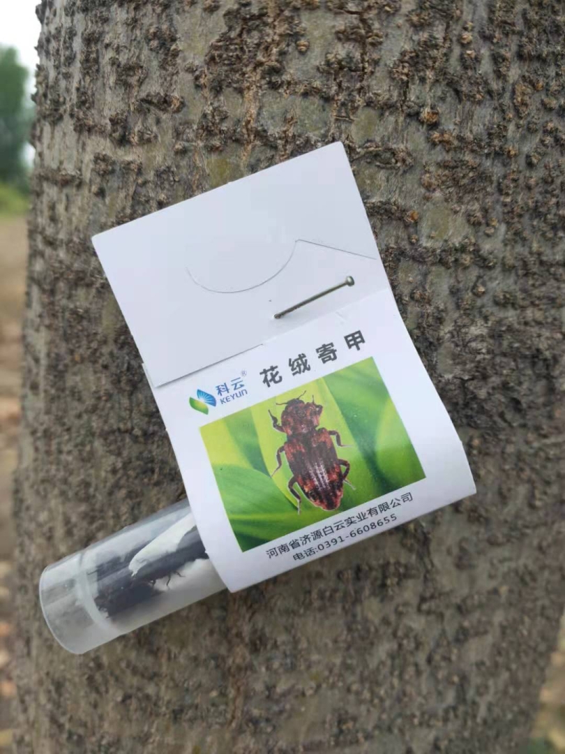 科云®花绒寄甲