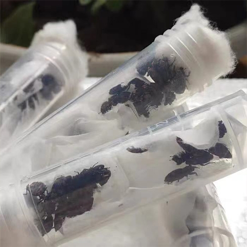 科云®花绒寄甲