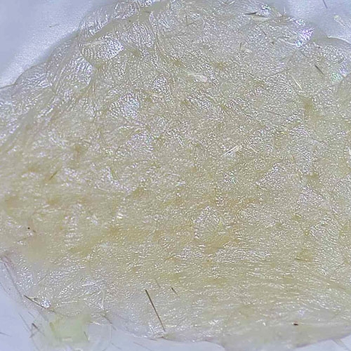科云® 实验昆虫——玉米螟
