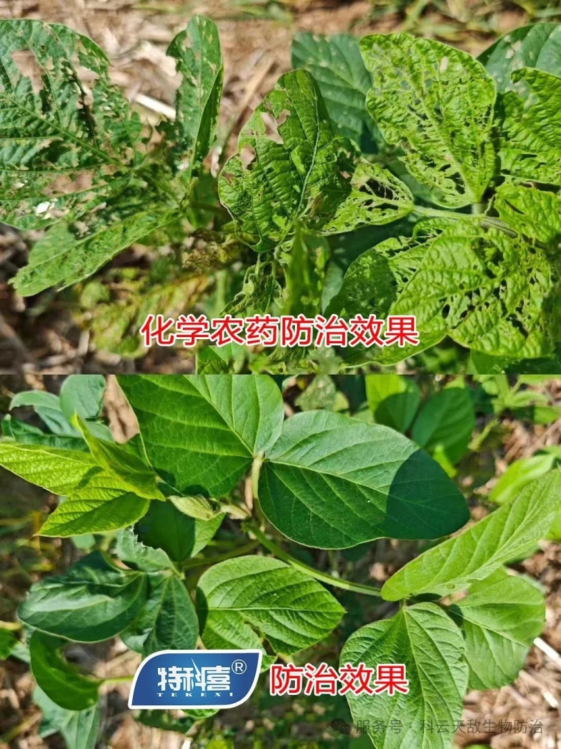 科云®特科喜®甜菜夜蛾核型多角体病毒防治甜菜夜蛾效果，得到全省生物防治“三进”行动专家教授的一致肯定