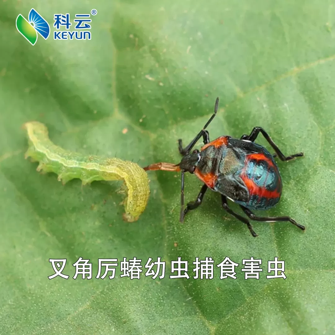 科云&reg;叉角厉蝽