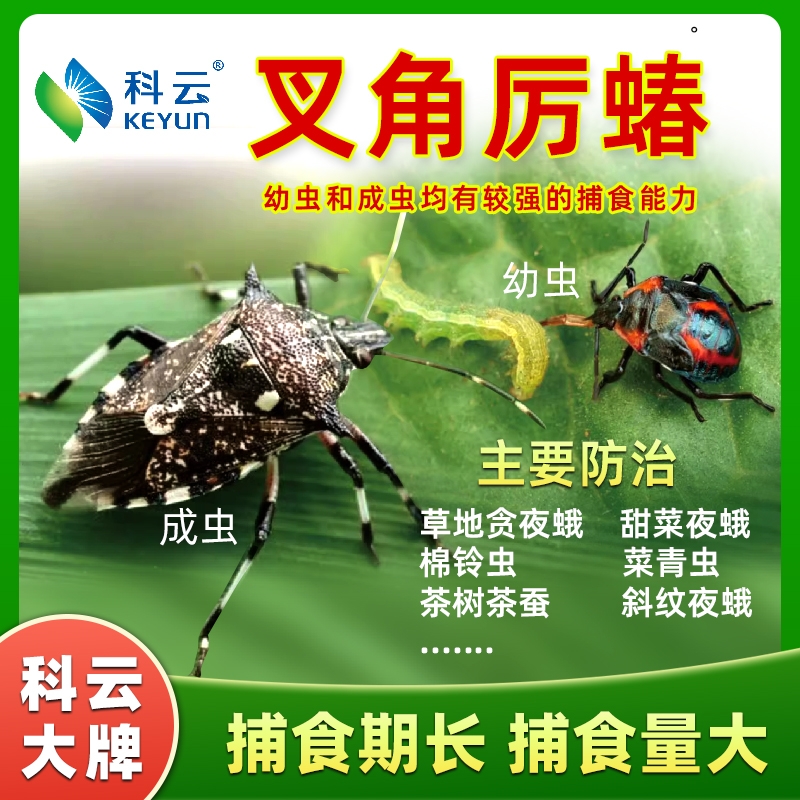 科云&reg;叉角厉蝽